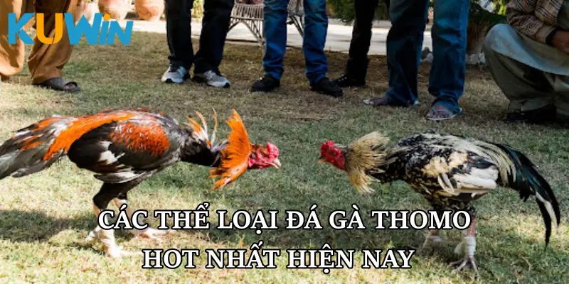Các thể loại đá gà Thomo hot nhất hiện nay