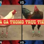 Tìm hiểu về đá gà Thomo trực tiếp