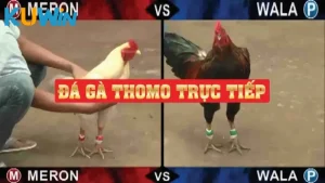 Tìm hiểu về đá gà Thomo trực tiếp