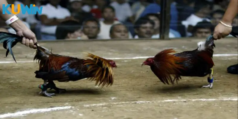 Lý do nên lựa chọn chơi đá gà KUWIN